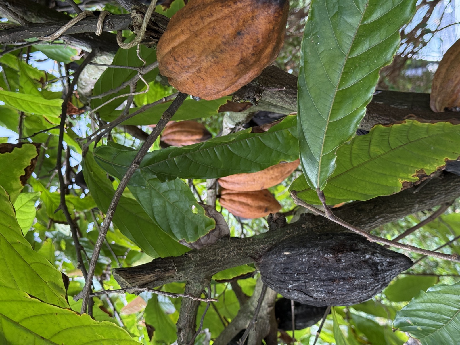 Cacao pods at Wailupe Farms
