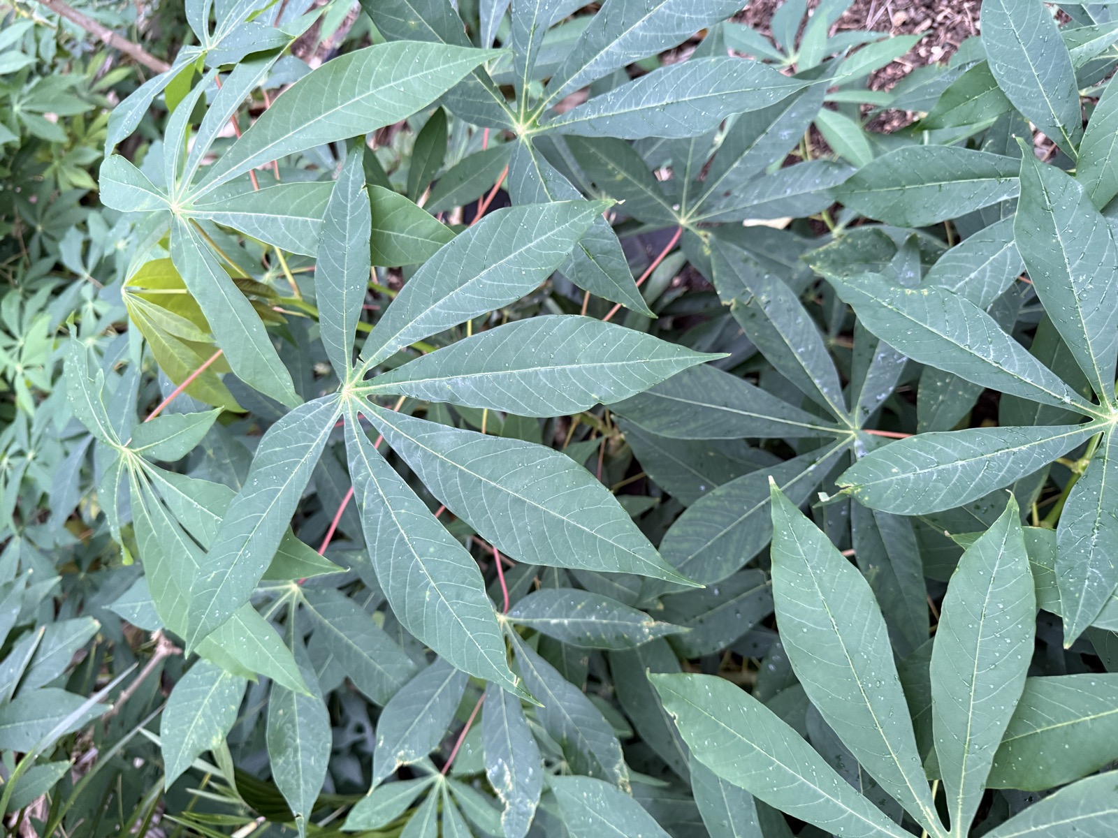 Cassava growing at Wailupe Farms