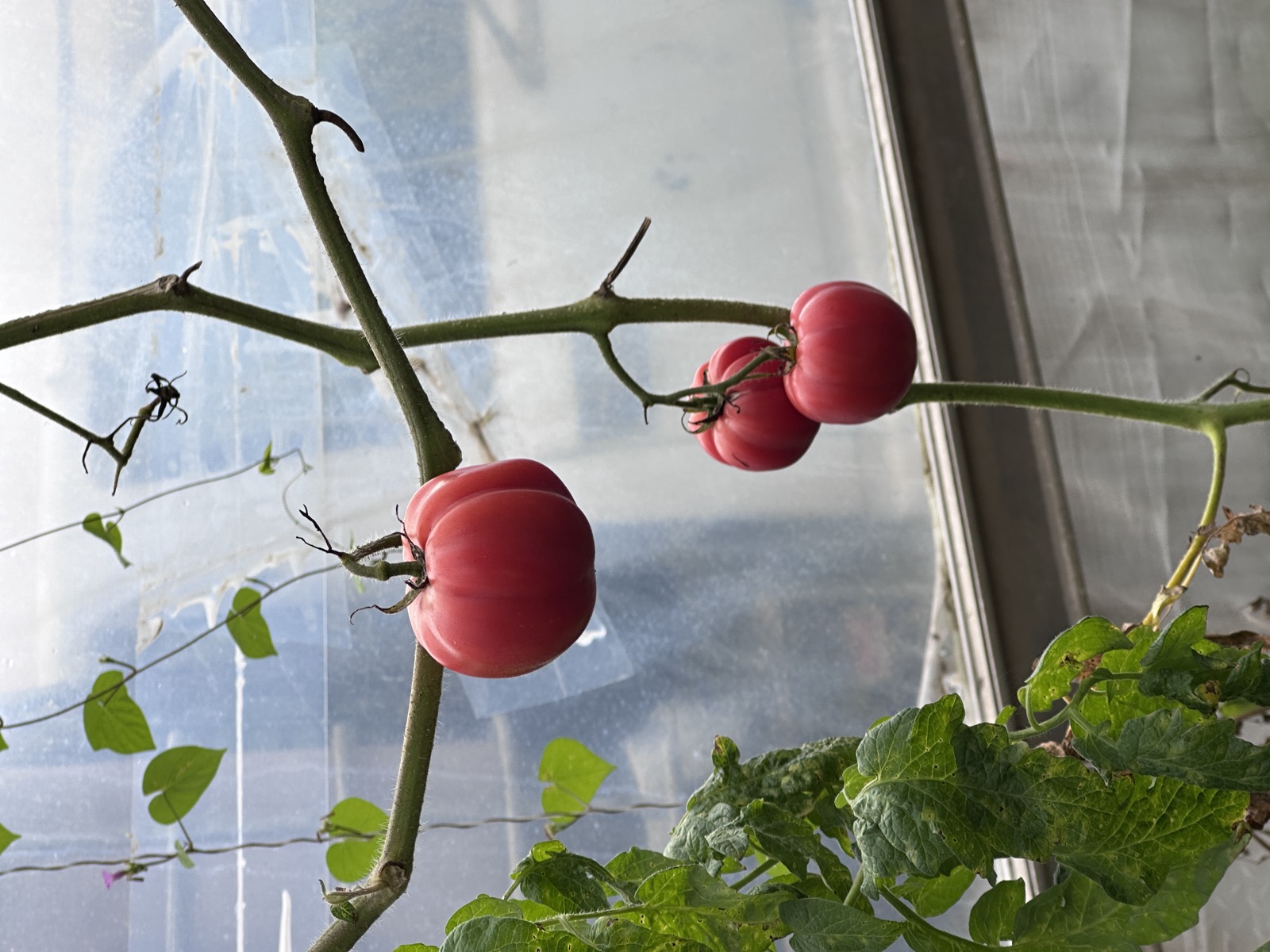 Heirloom produce from Wailupe Farms