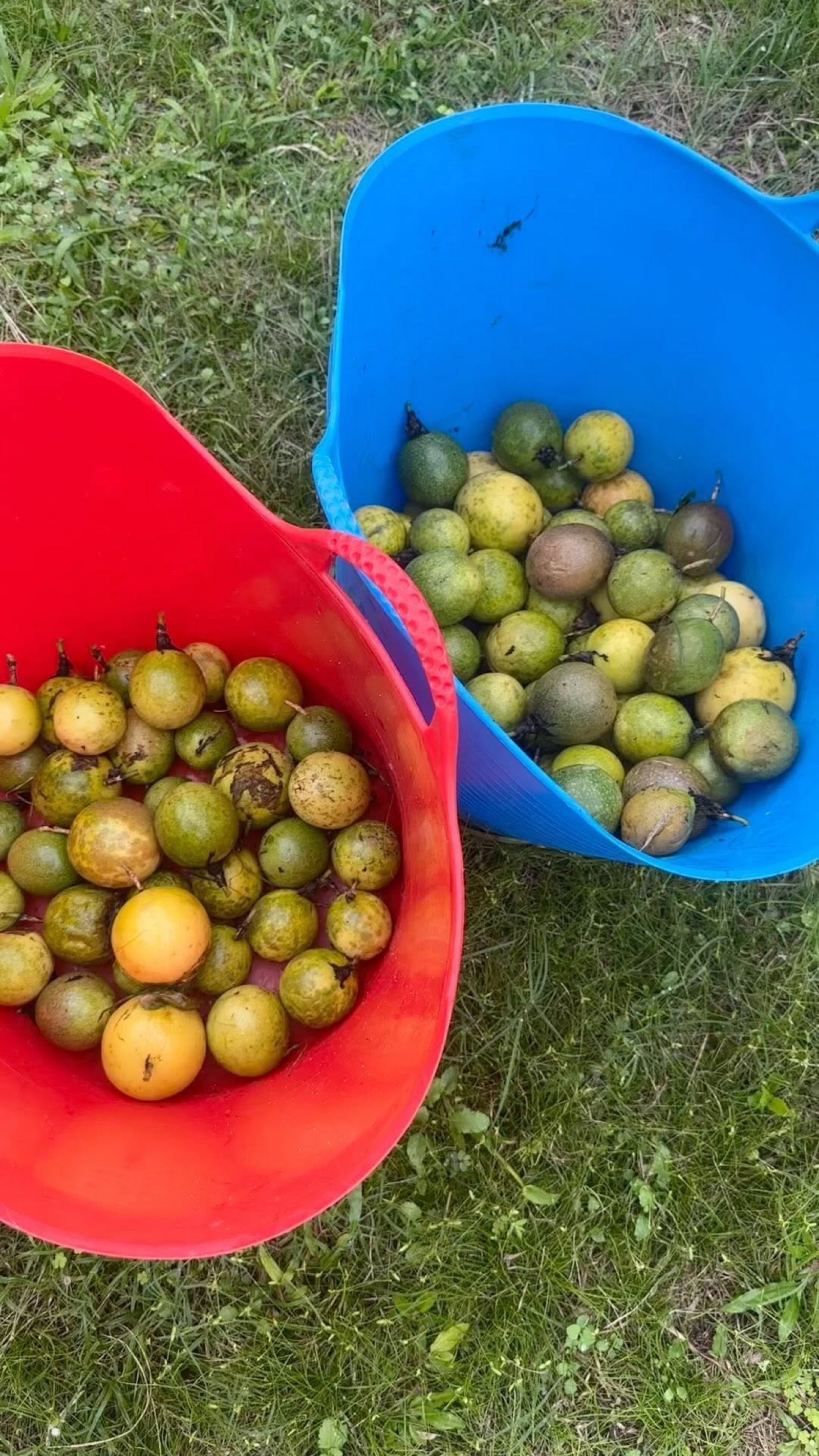Lilikoi at Wailupe Farms