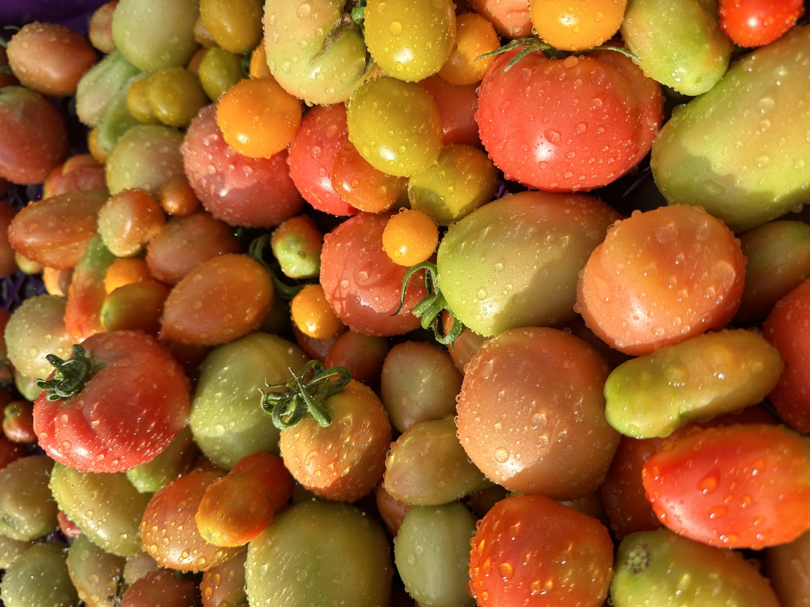 Tomatoes at Wailupe Farms