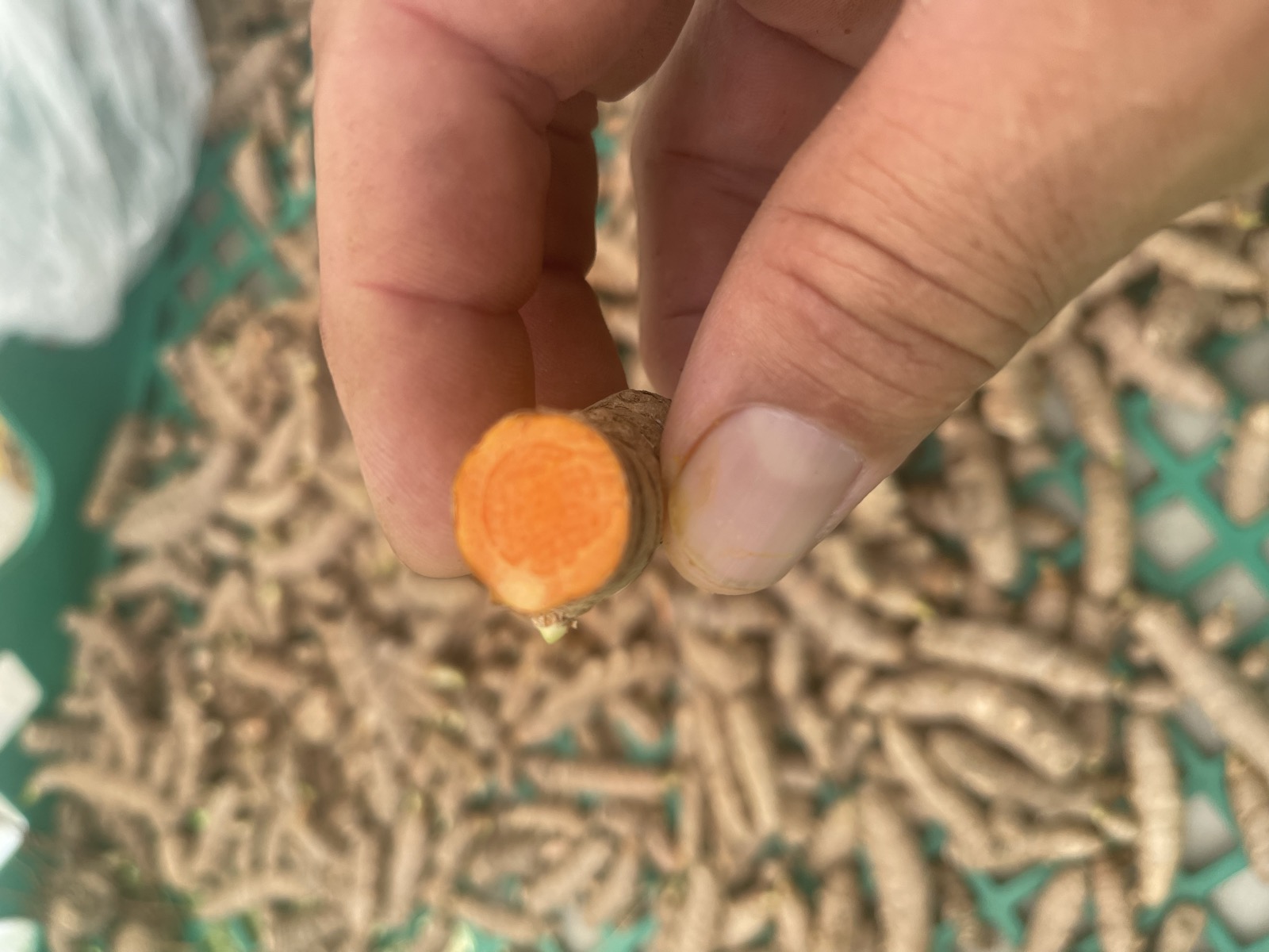 Turmeric at Wailupe Farms
