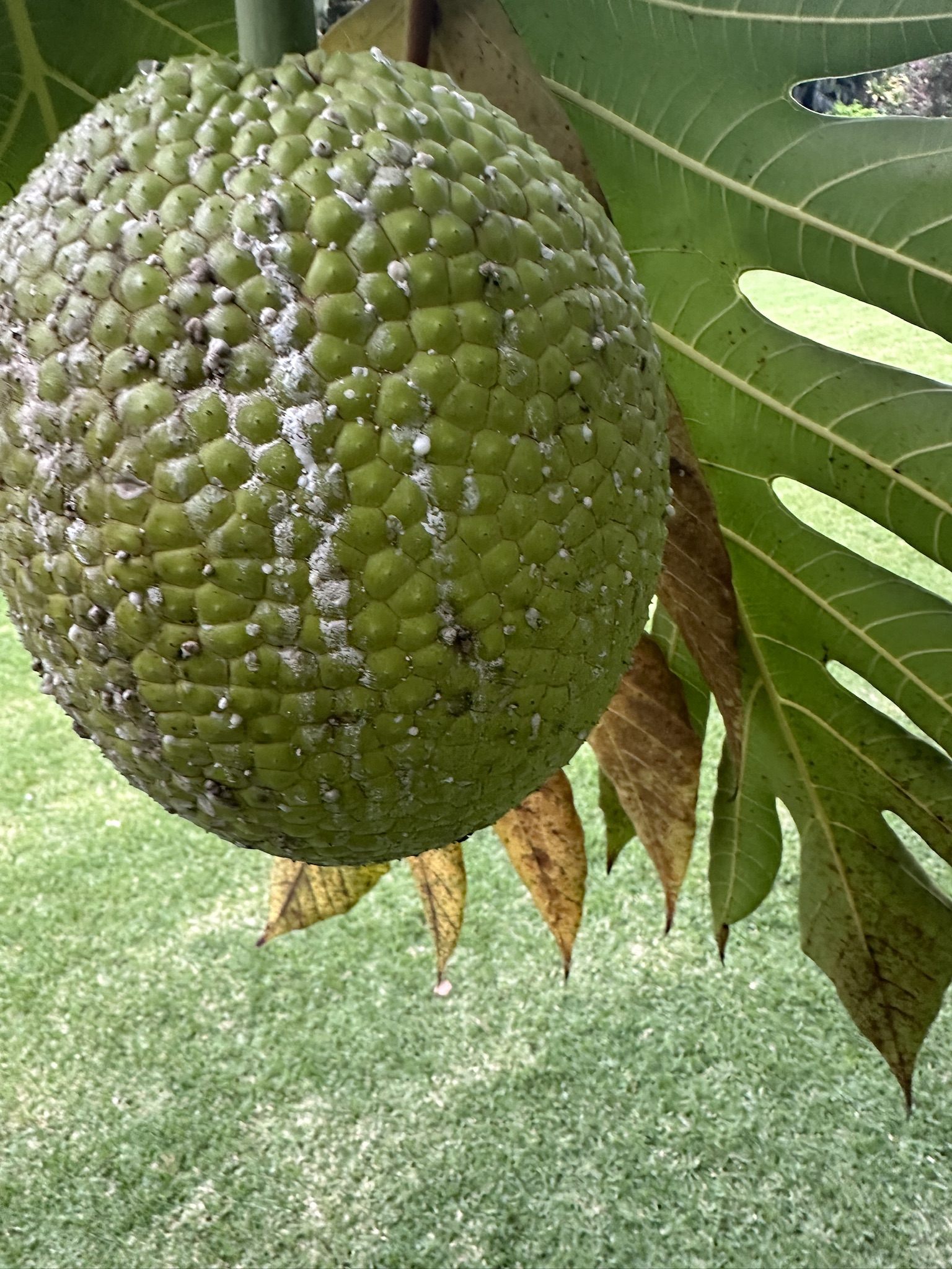 ʻUlu breadfruit close-up at Wailupe Farms