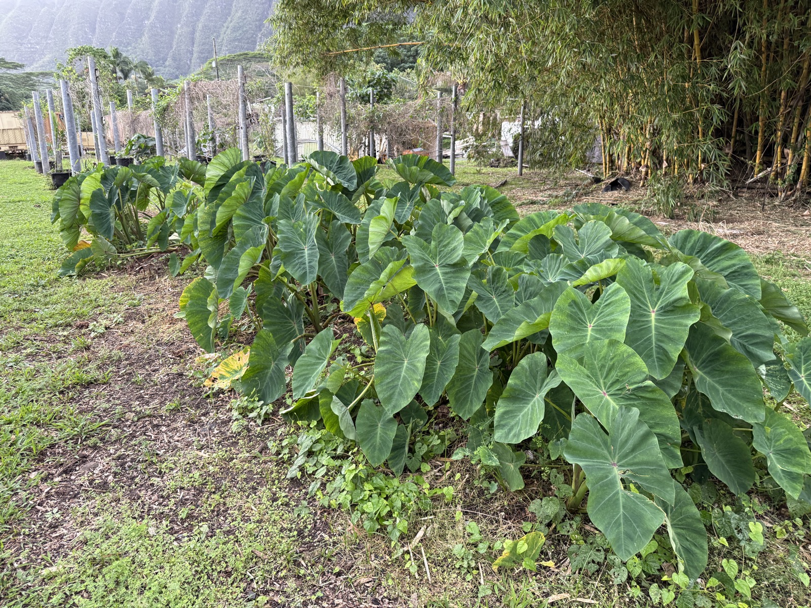 Taro rows with Ko'olau Mountains at Wailupe Farms