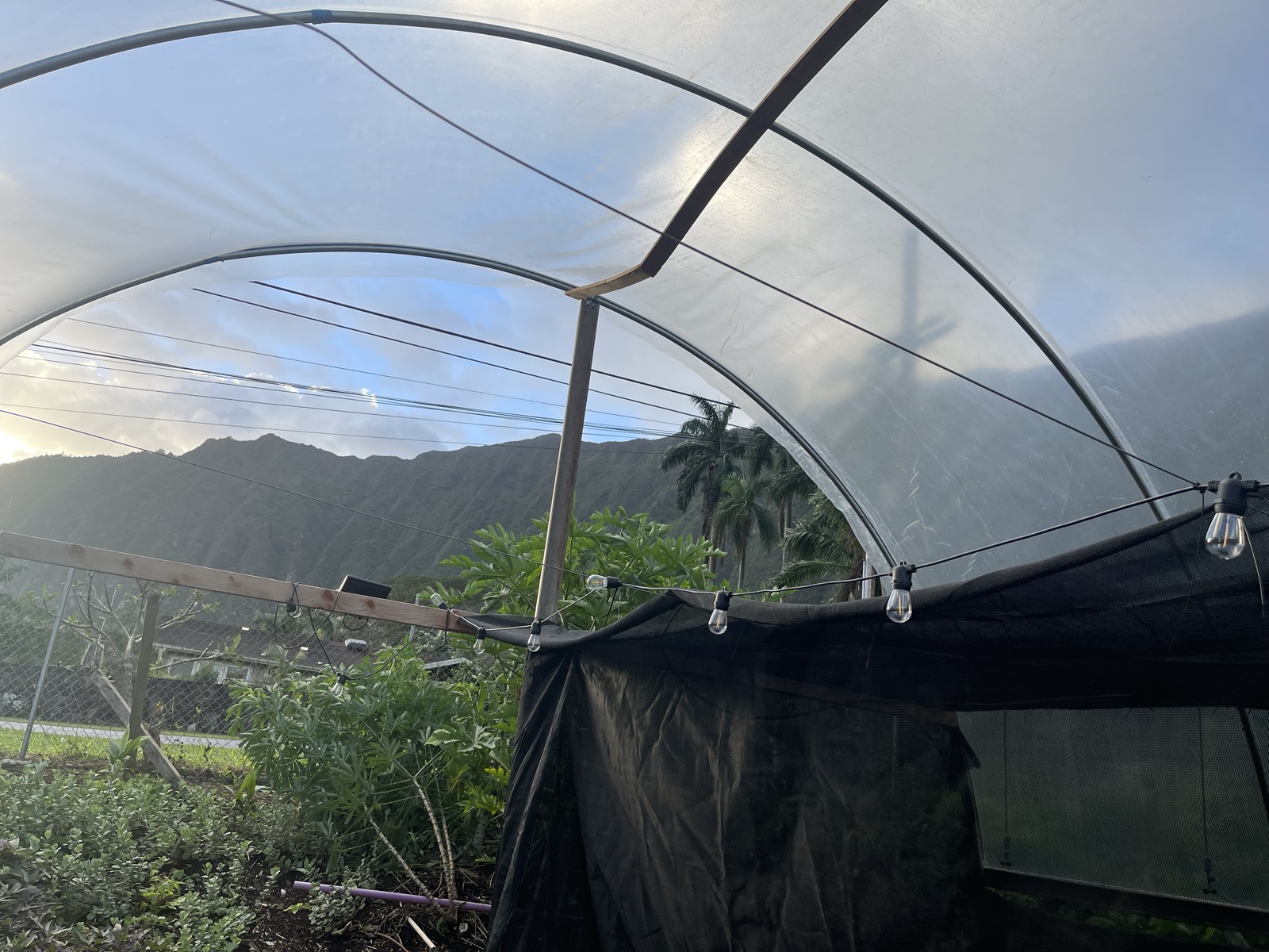 Greenhouse with Ko'olau Mountains at Wailupe Farms