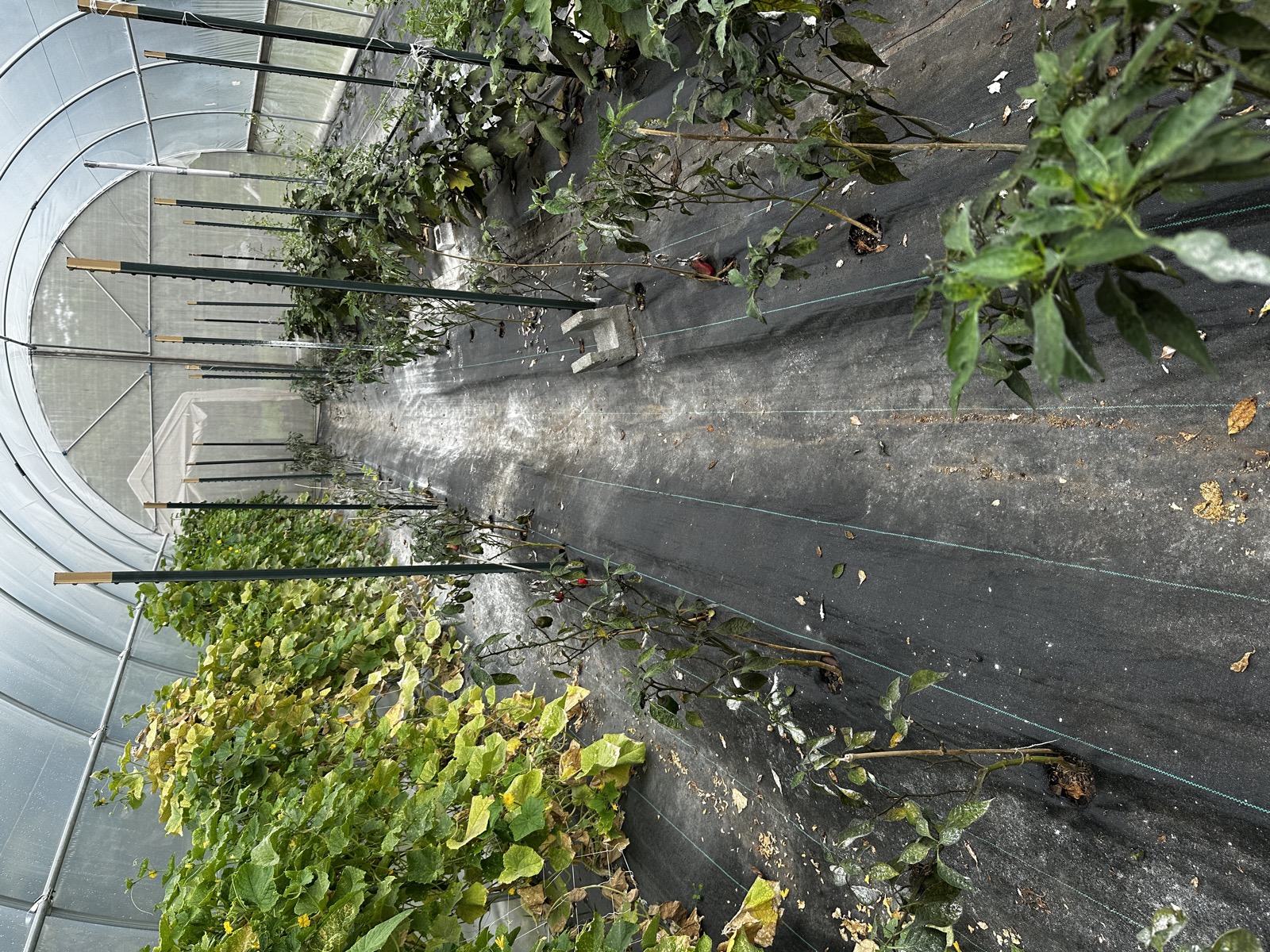 Wailupe Farms high tunnel greenhouse, Waimanalo Oahu