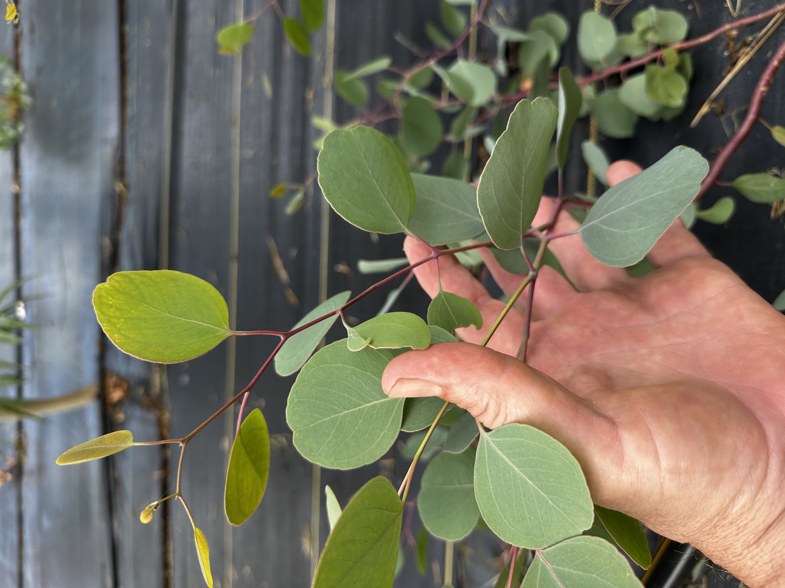 Flowering plants that support pollinators at Wailupe Farms