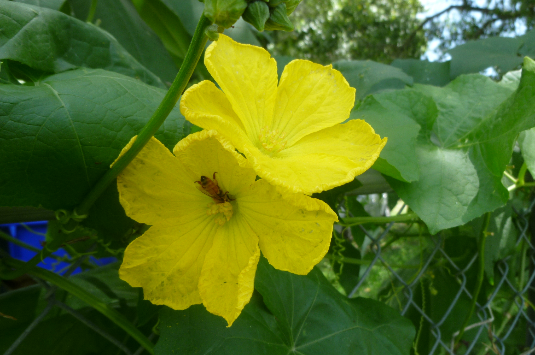 Loofah flower with pollinator bee visiting — natural pollination in a home garden