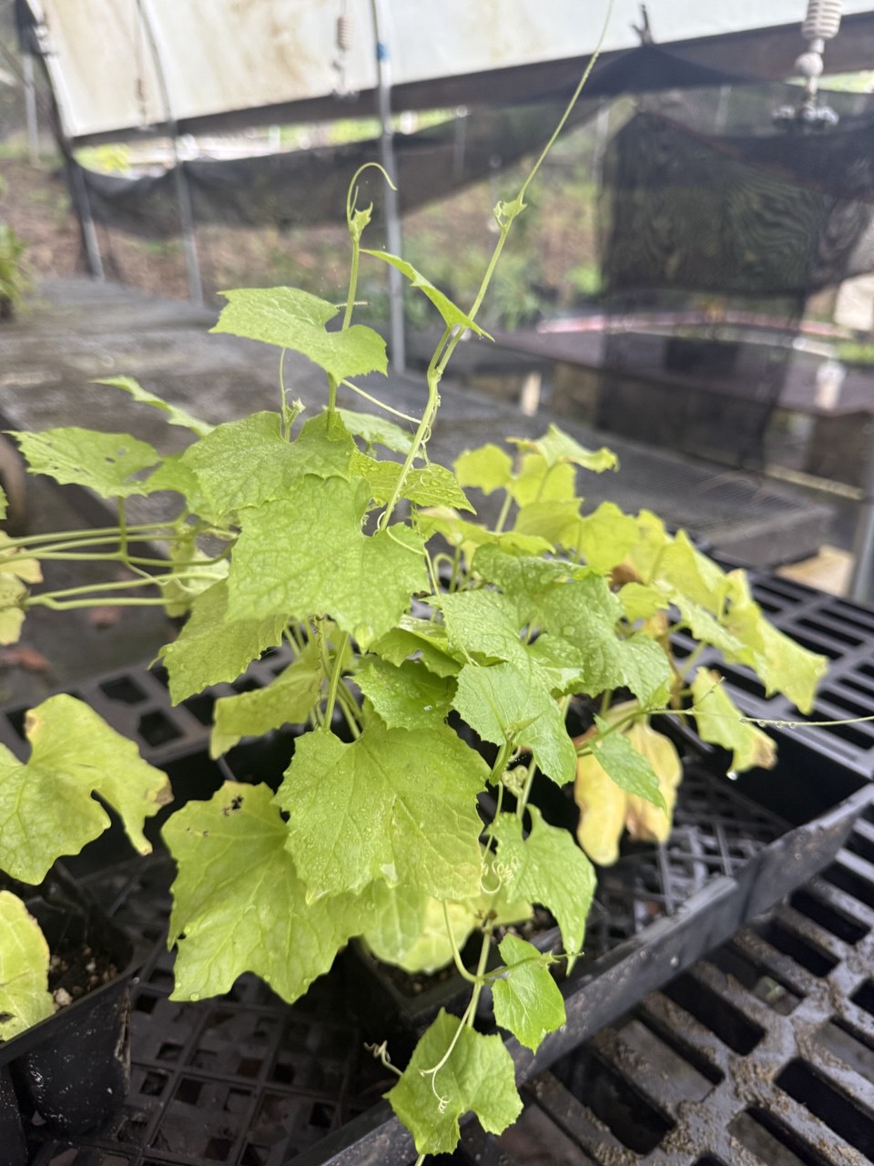 Loofah seedlings with tendrils reaching up, ready for transplant — Wailupe Farms, Waimanalo