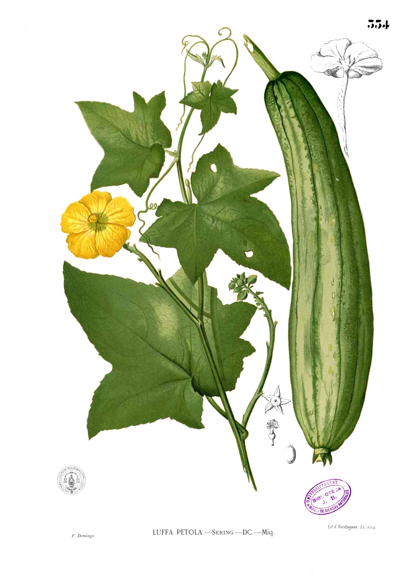 Botanical illustration of Luffa aegyptiaca by Francisco Manuel Blanco, Flora de Filipinas, public domain