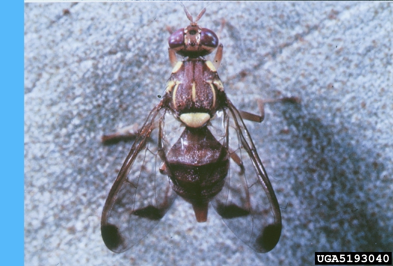 Adult melon fly (Bactrocera cucurbitae) — Hawaii's most damaging cucurbit pest