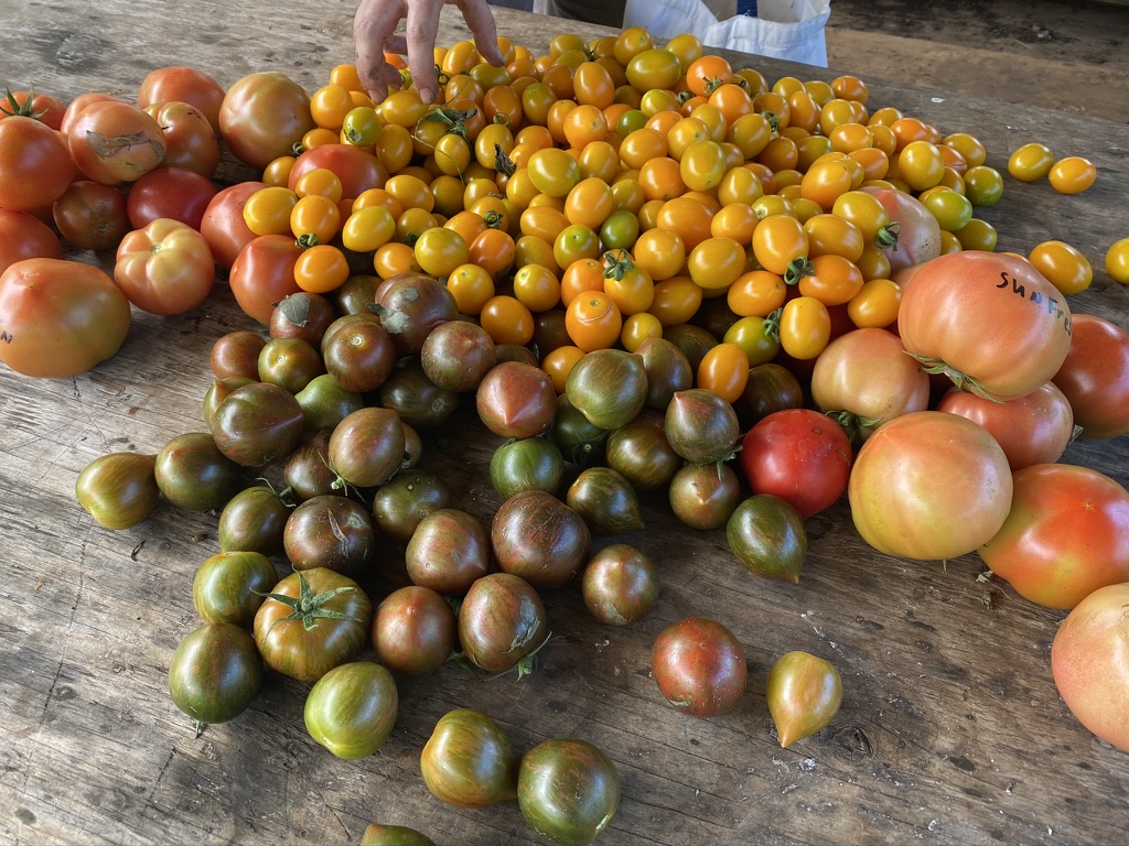 Tomato crop at Wailupe Farms