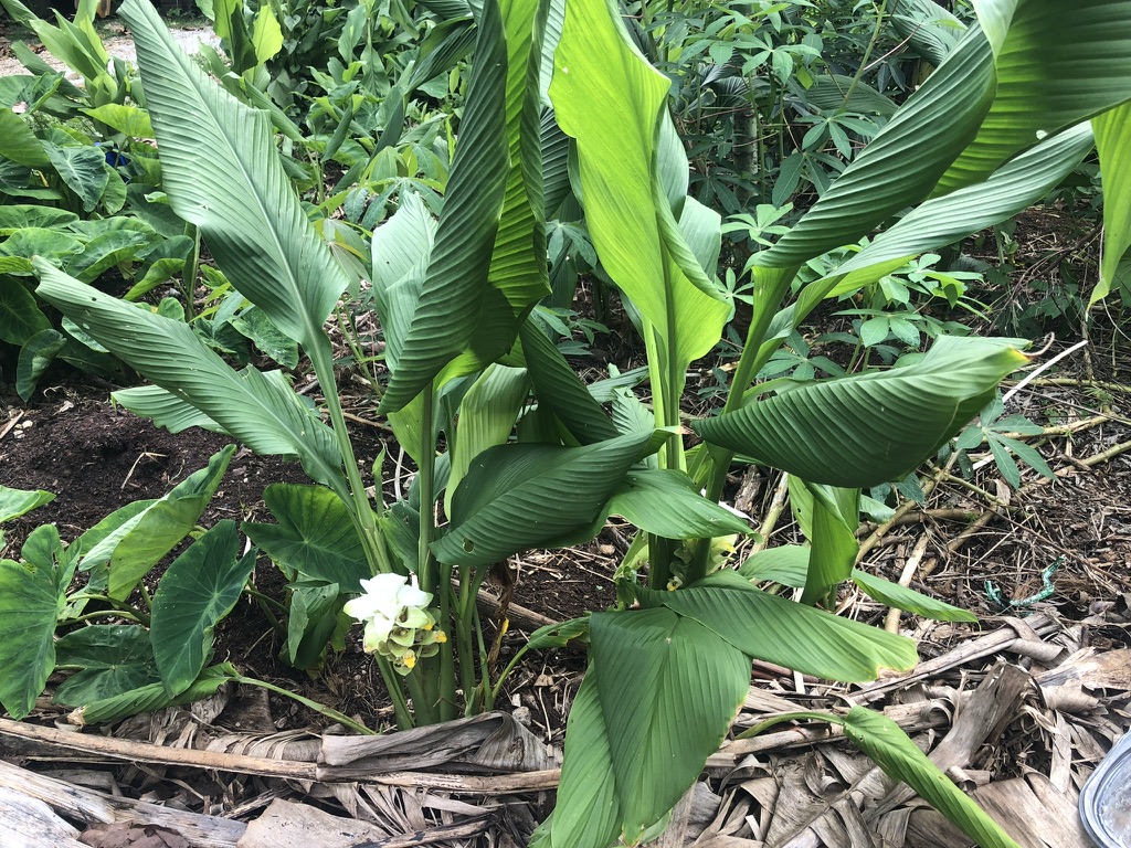 Turmeric crop at Wailupe Farms