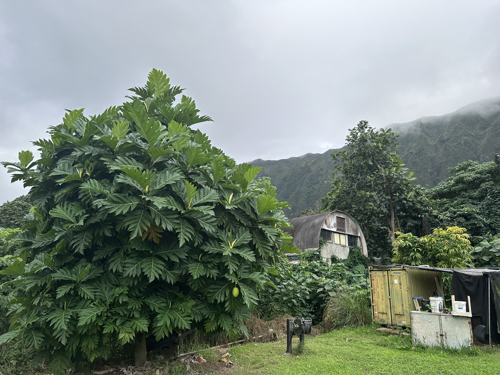 ʻUlu fruit at Wailupe Farms